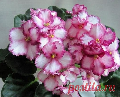 Правила шикарной фиалки
