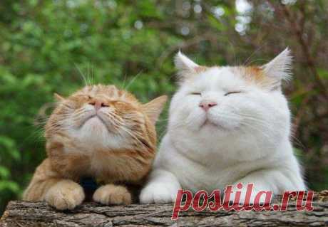 Эхх ну и Райская жизнь у нас братуха...