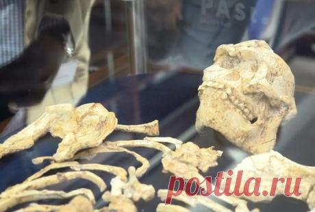 Останки австралопитека по прозвищу «Маленькая нога» извлекали из горной породы больше 20 лет. В результате ученым удалось получить скелет с уникальными характеристиками.