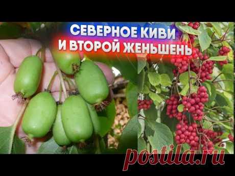 Северное киви и второй женьшень