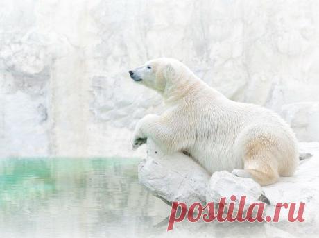 30 лучших снимков National Geographic за год / Всё самое лучшее из интернета