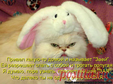 kotomatritsa_rD.jpg (Изображение JPEG, 750 × 560 пикселов)
