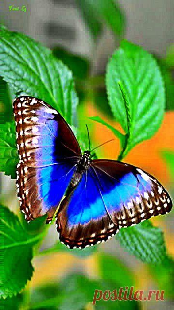 (3) Pinterest • The world’s catalog of ideas