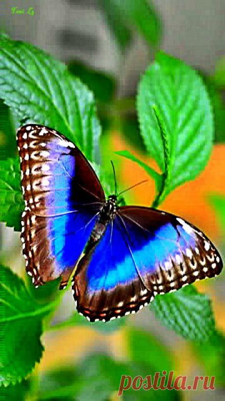 (3) Pinterest • The world’s catalog of ideas