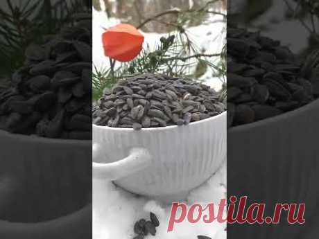 Покормите птичек семечками #shorts - YouTube
