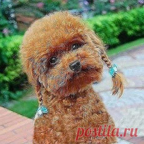 ДЕВОЧКА -ПРИПЕВОЧКА...