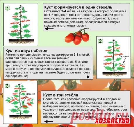 Прищипка томатов