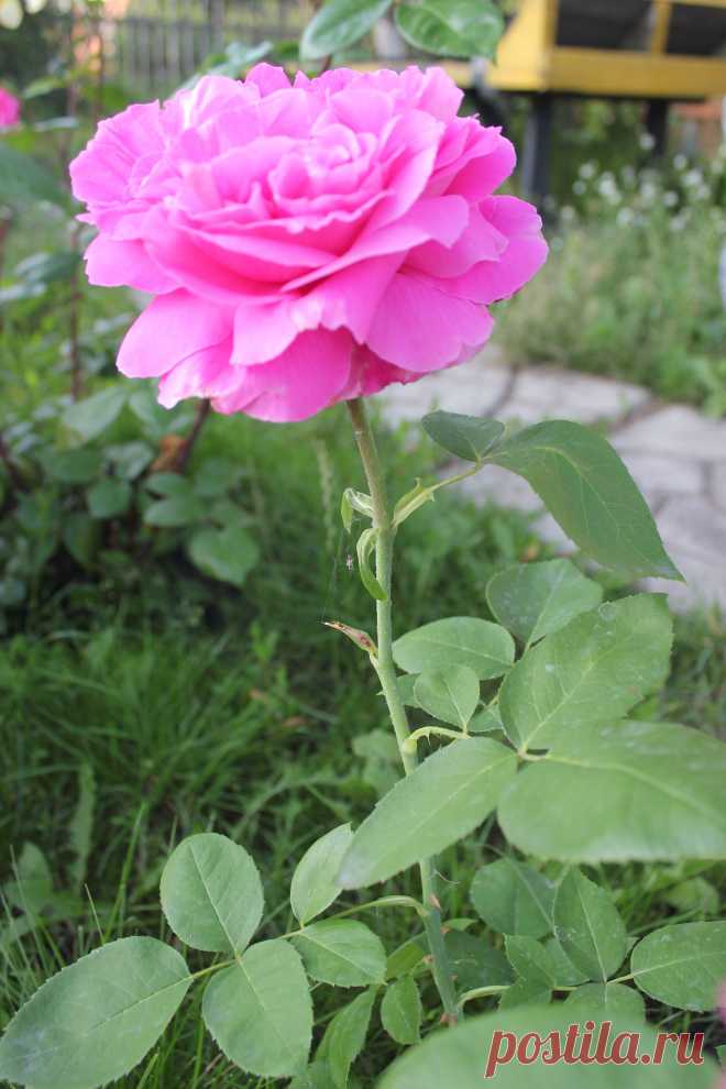 роза