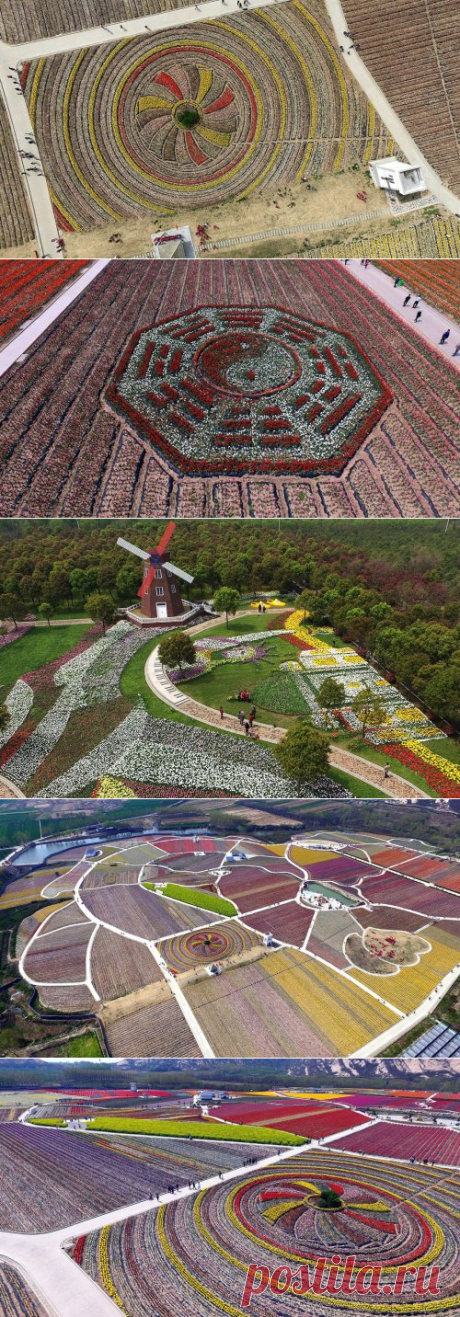 Цветущие тюльпаны в китайском парке Дунсиху (18 фото)