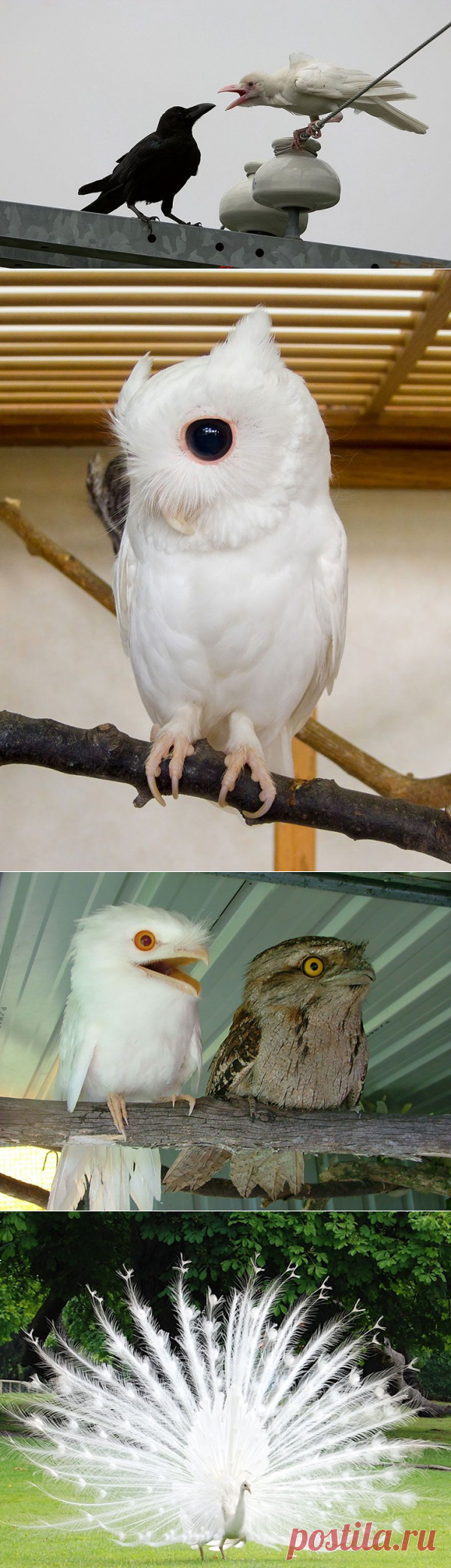 Альбиносы в дикой природе — Наука и жизнь