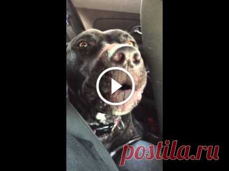 Dog Sings Hello by Adele Buckeye