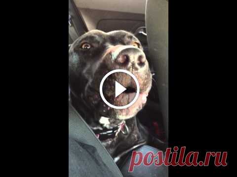 Dog Sings Hello by Adele Buckeye