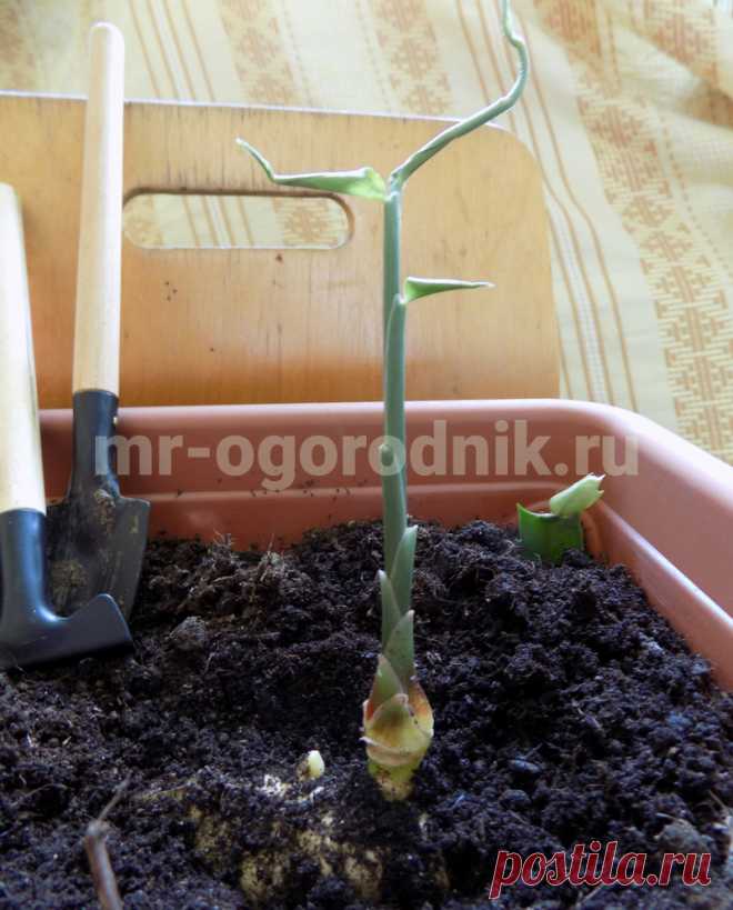 Как вырастить имбирь в домашних условиях из корнеклубня