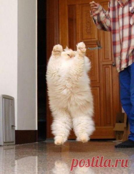 Фото самых больших котов