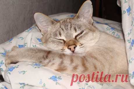 Счастливых снов!