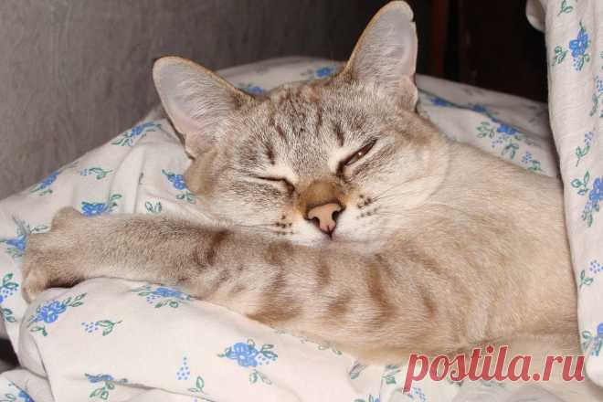 Счастливых снов!