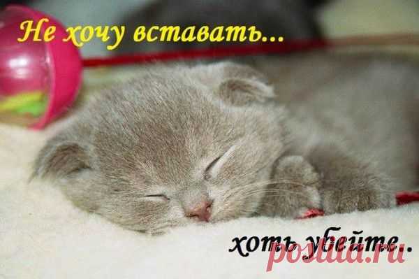 Не хочу вставать ... Хоть убейте