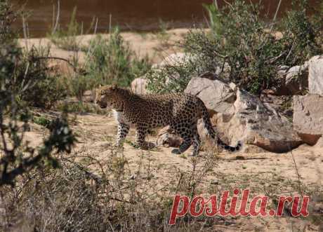 Leopard prowl 2 Approaching Impala