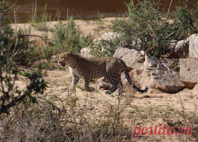 Leopard prowl 2 Approaching Impala