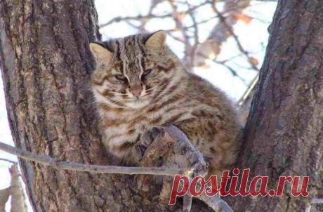 Амурский (дальневосточный) лесной кот: описание, много фото