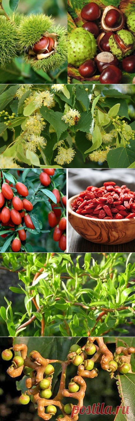 Ландшафтный дизайн