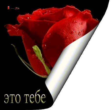 Плейкаст «=Лежала роза на снегу Как капля крови алой.=»