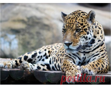Купить Фотообои Леопард лежит на Wall-photo.ru