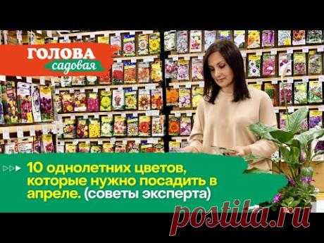 Голова садовая - 10 однолетних цветов, которые нужно посадить в апреле. (советы эксперта)