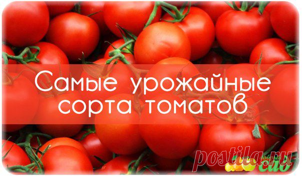 САМЫЕ УРОЖАЙНЫЕ СОРТА ТОМАТОВ