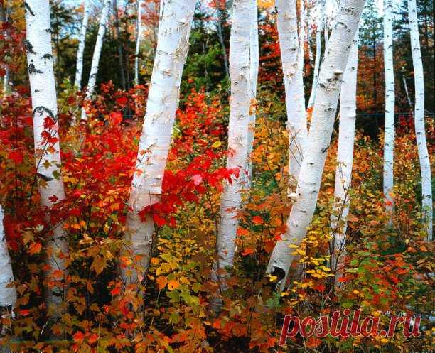 ღ Березка
Снова осень золотая…
Ветер листьями играет,
Улетает птичий караван…
От реки туман крадётся,
Тучка дождиком прольётся,
Ну, а бабье лето – лишь обман…

Под окном грустит берёза –
То ли дождик, то ли слёзы —
С голых веток капает вода…
Скоро может так случиться,
Что и вьюга закружится,
Так в ноябрь бывает иногда…