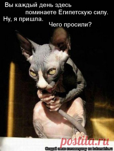 Лучшая котоматрица недели (29.09.2019)