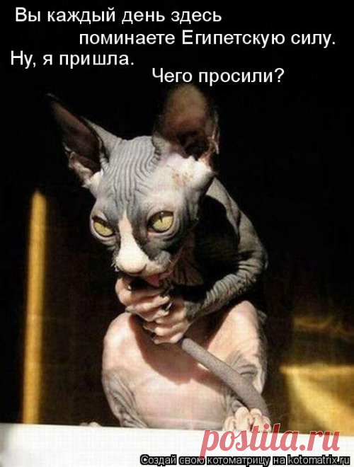 Лучшая котоматрица недели (29.09.2019)