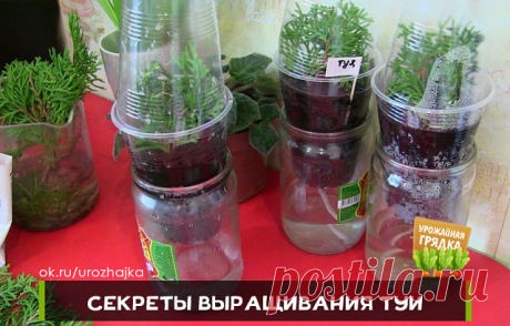 СЕКРЕТЫ ВЫРАЩИВАНИЯ ТУИ

В настоящее время в ландшафтном дизайне стало очень модно использовать хвойные растения. Они не прихотливы, вечно зеленые: круглый год на участке стоят зеленые красавицы и красавцы. Есть один минус: туя - дерево не из дешевых и многим оно не по карману. Цены колеблются от нескольких сот до нескольких тысяч рублей в зависимости от сорта и возраста растения. Поэтому можно попробовать вырастить свою тую. А если дело пойдет можно, то можно попробовать ...
