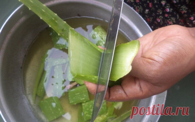 Рецепт и применение настроек алоэ на водке, спирту, с медом и кагором