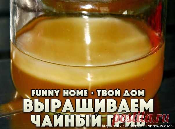Как вырастить чайный гриб самостоятельно?
