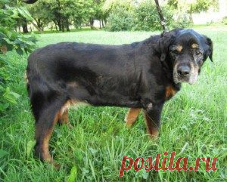 Собаки - долгожители / Питомцы