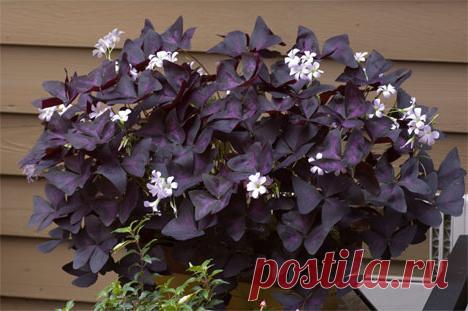 Кислица фиолетовая: посадка и уход в домашних условиях