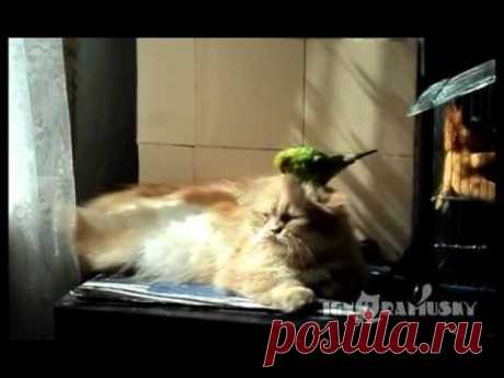 Impudent budgie / Обнаглевший попугай - YouTube