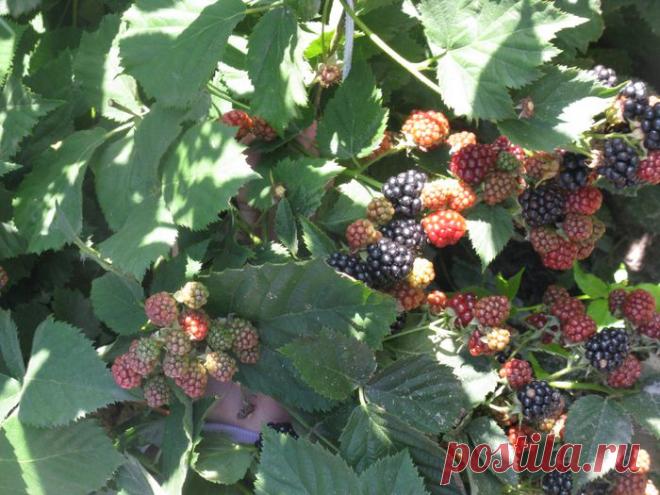 Как ухаживать за ежевикой