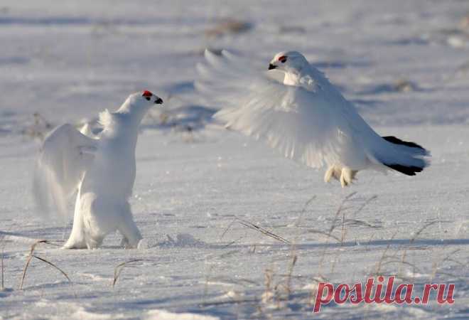 15 ослепительных фотографий птиц России | WWF России | Яндекс Дзен