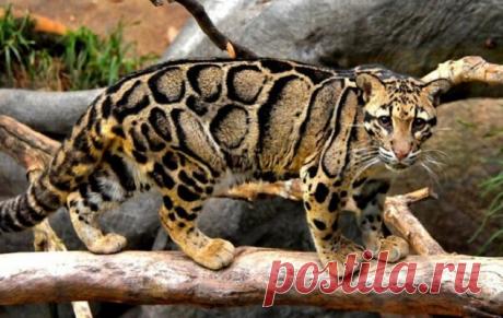 Скрытнейшие из редчайших - 4 дикие кошки, о которых даже ученые мало что знают Редчайшие из редких. скрытнейшие из самых скрытных - ученые так мало о них знают, что даже странно, но это - факт



4 дикие кошки необыкновенного вида и окраса, о которых вы точно не слышали и их фото.
Пампасская кошка


Цвет их шерсти меняется в зависимости от региона обитания.
Суматранск