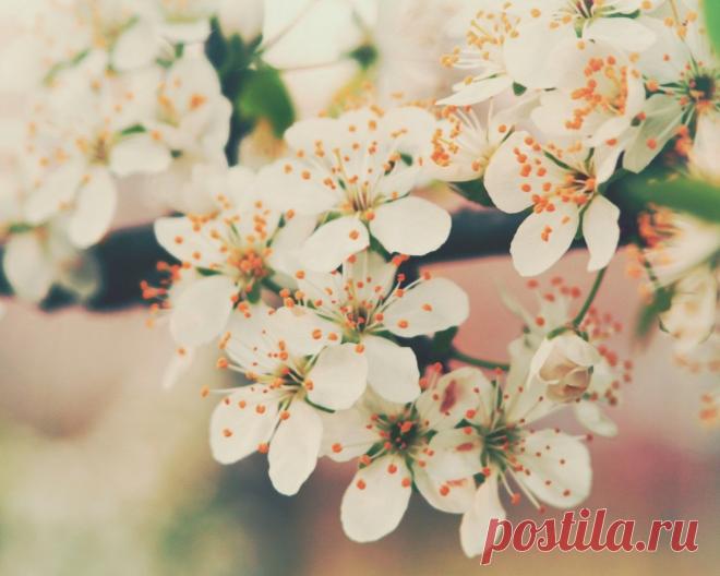 cvetenie-cvety-vishnya-lepestki.jpg (1280×1024)