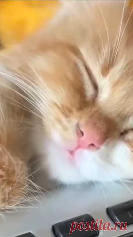 ученые доказали ...🛌🛏️💤😴