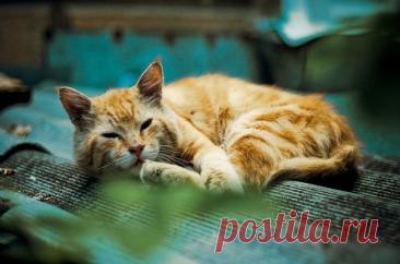 Города котиков