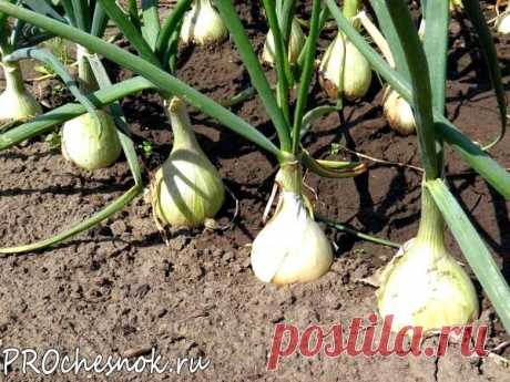 Причины пожелтения чеснока и методы борьбы с проблемой