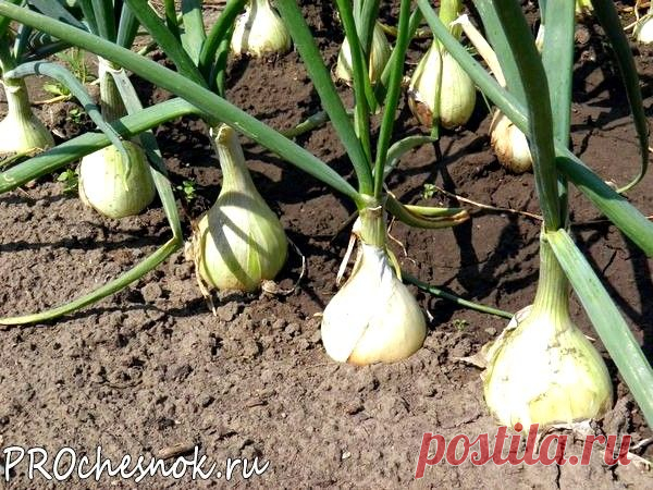 Причины пожелтения чеснока и методы борьбы с проблемой