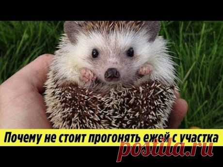 Ежи на Даче Почему не стоит прогонять Ежей с Огорода и как они могут быть полезны Дачная История - YouTube