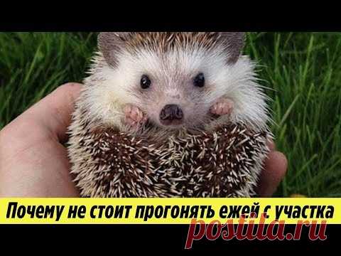 Ежи на Даче Почему не стоит прогонять Ежей с Огорода и как они могут быть полезны Дачная История - YouTube