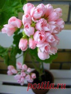 Необыкновенной красоты Герань тюльпановидная !