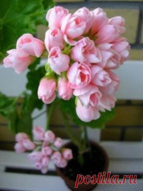 Необыкновенной красоты Герань тюльпановидная !